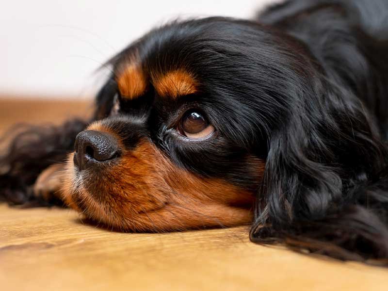 sinais de dor em cães 4