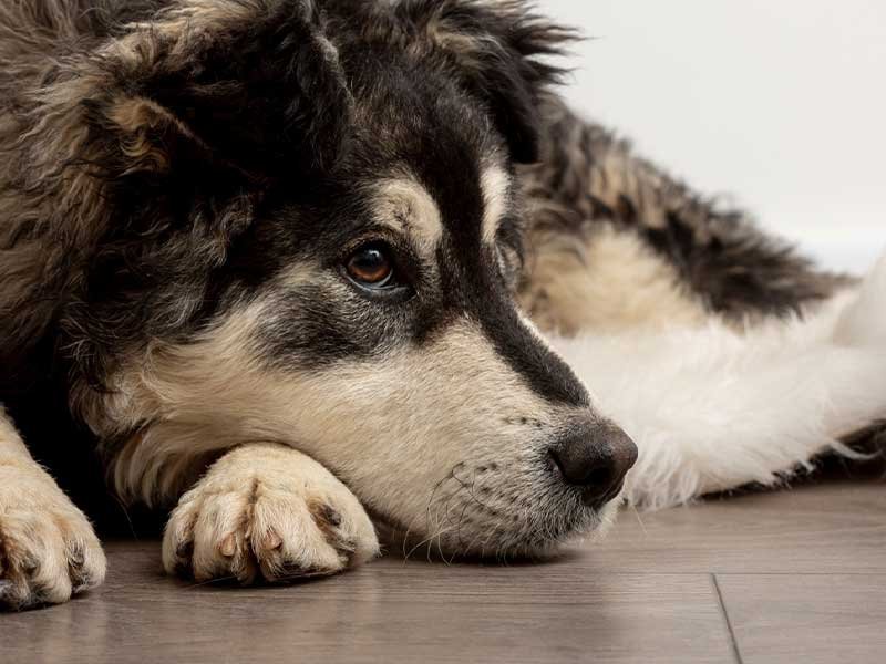 sinais de dor em cães 6