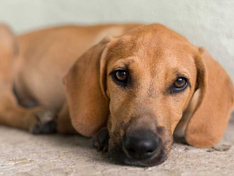 sinais de dor em cães 5