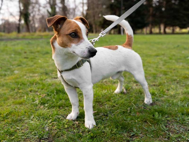 coleira peitoral para cachorro com problema na coluna 2