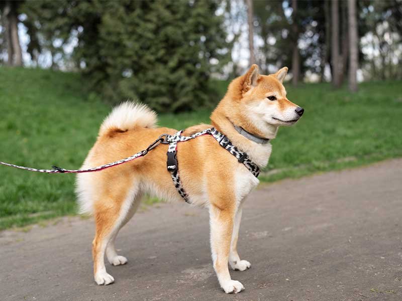 coleira peitoral para cachorro com problema na coluna 3
