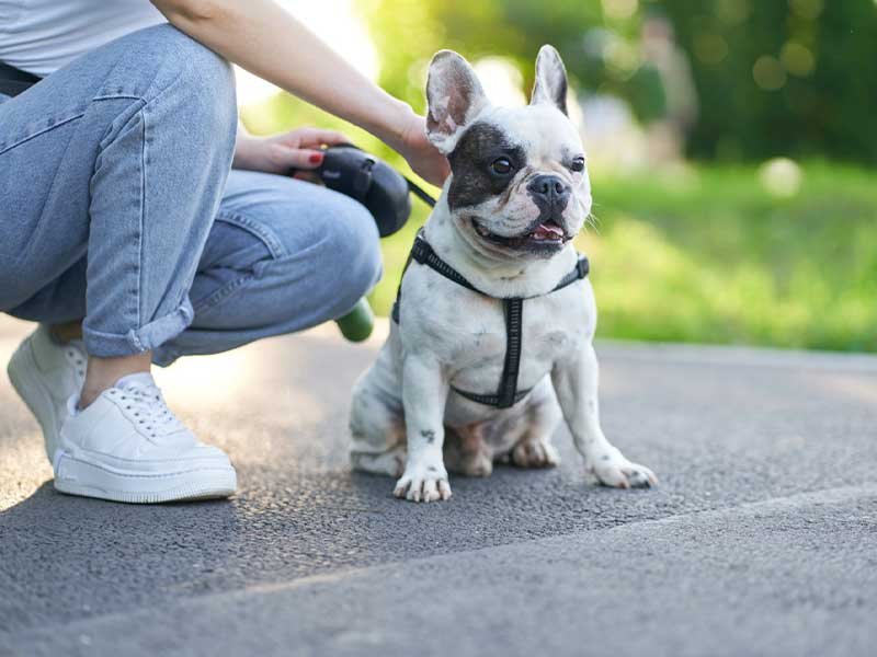 coleira peitoral para cachorro com problema na coluna 7