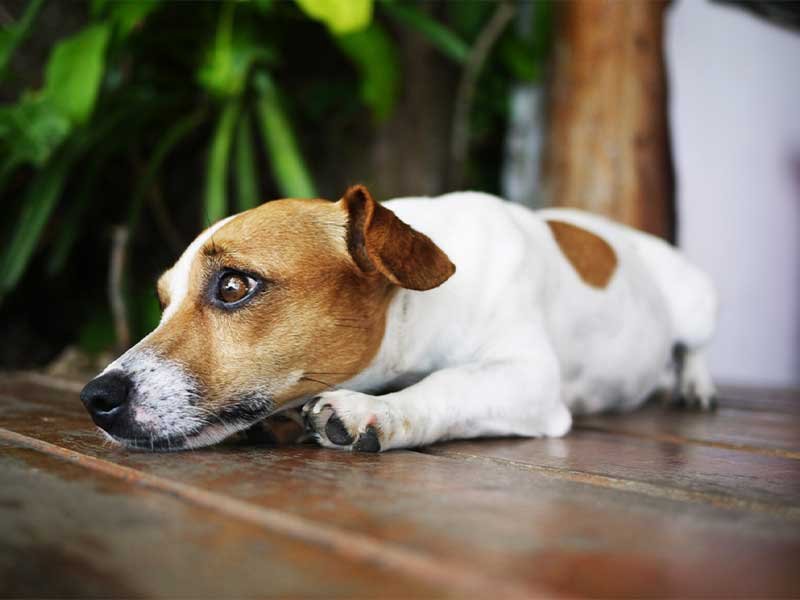 sinais de dor em cães 8